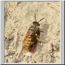 Philanthus triangulum - Bienenwolf w14.jpg